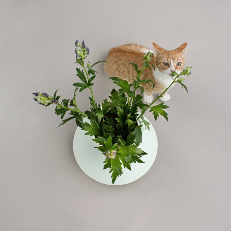 Ook ons fotomodel Ollie houdt van bloemen. Hij kwam even de Swing 4 vaas goedkeuren. Door de vorm is deze geschikt voor huisdieren!