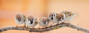 vogels mag je het hele jaar door voeren