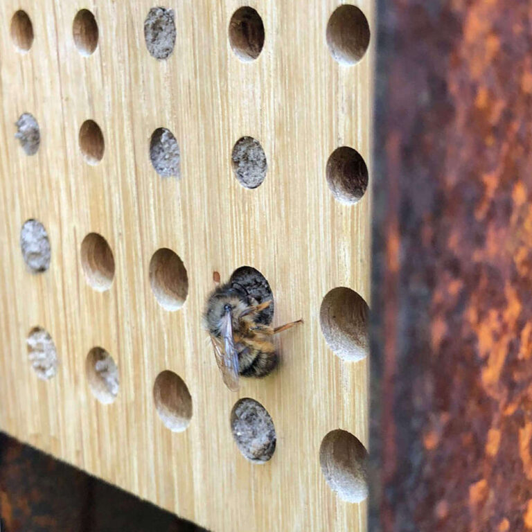 Het design bijenhotel High End cortenstaal hoef je niet schoon te maken. Bijen metselen de gangen dicht. Daarachter brengen de larven de winter door. En als de jonge bijtjes er klaar voor zijn, maken die de buisjes van binnenuit weer open.