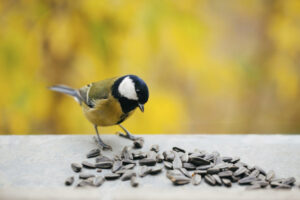 vogelvoer in de lente